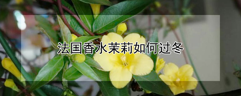 法国香水茉莉如何过冬 法国香水茉莉怎样过冬