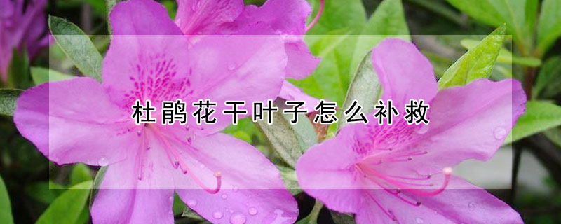 杜鹃花干叶子怎么补救(杜鹃干叶掉叶如何补救)