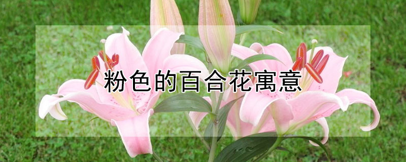 粉色的百合花寓意 10支粉色百合花的花语和寓意