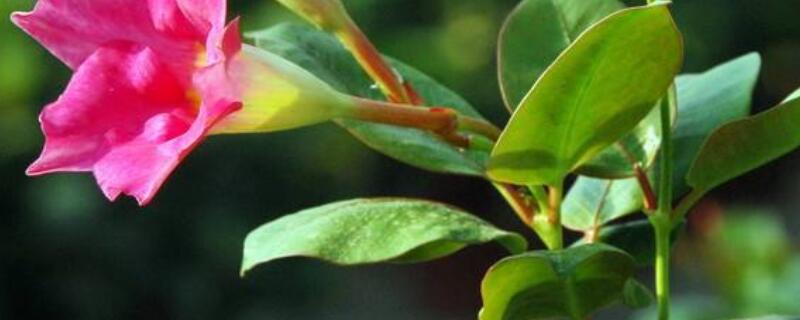 红蝉花的寓意（金蝉花的寓意）