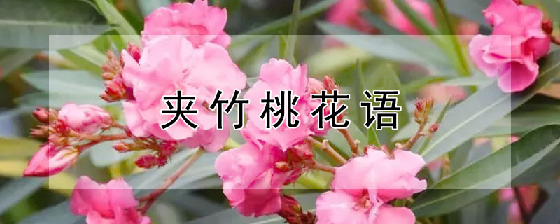 夹竹桃花语（夹竹桃花语和寓意）