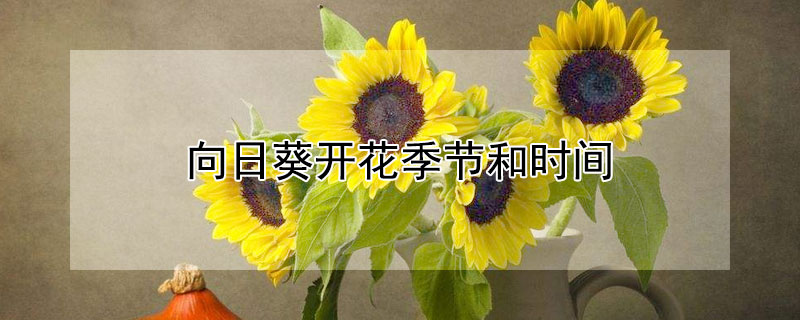 向日葵开花季节和时间 向日葵开花季节和时间作文