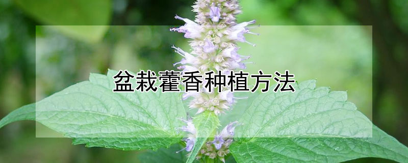 盆栽藿香种植方法（藿香怎么种植盆栽）