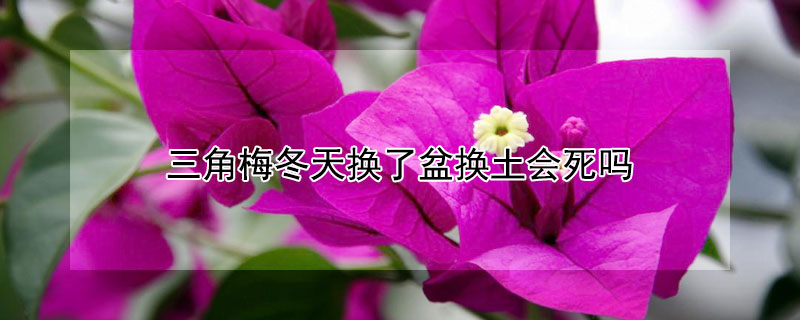 三角梅冬天换了盆换土会死吗（三角梅换盆时土都掉了能活吗）