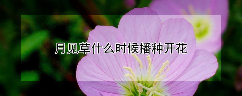 月见草什么时候播种开花（月见草在什么时候开花）