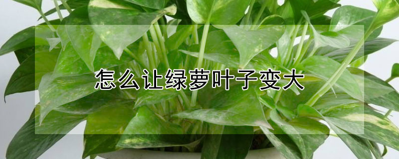 怎么让绿萝叶子变大(如何让绿萝叶子变大)