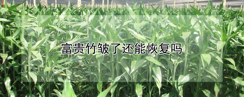 富贵竹皱了还能恢复吗 富贵竹发皱怎么回事