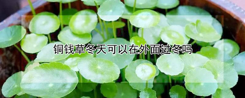 铜钱草冬天可以在外面过冬吗 铜钱草冬天能过冬吗