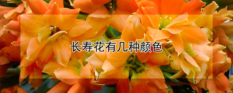 长寿花有几种颜色 长寿花有几种颜色的花