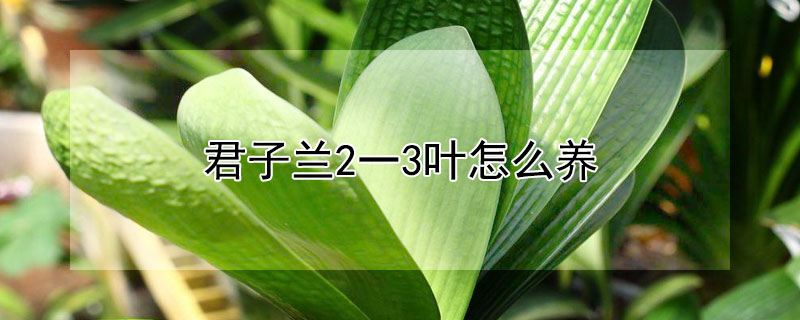 君子兰2一3叶怎么养（君子兰两叶苗的养护）