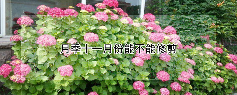 月季十一月份能不能修剪 十一月月季能修剪吗