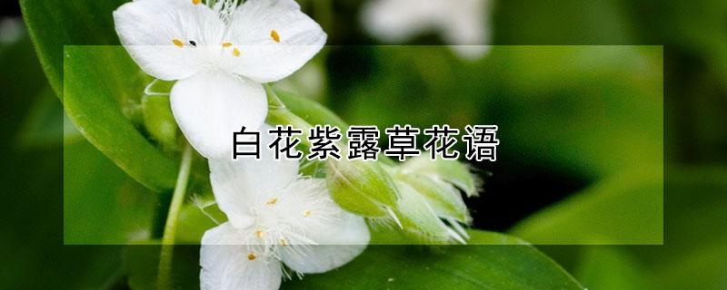 白花紫露草花语（紫星草花语）