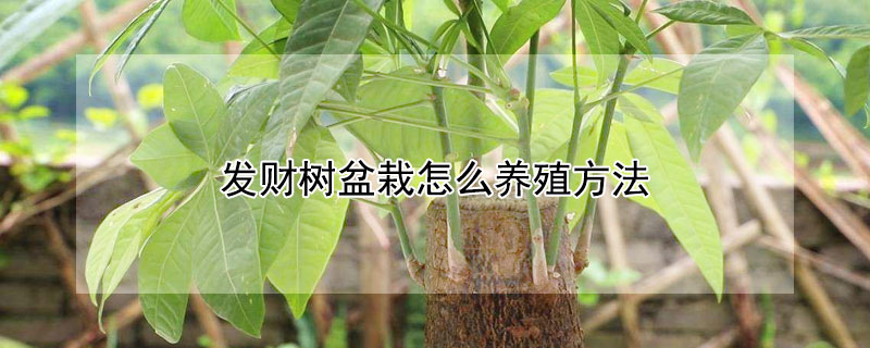 发财树盆栽怎么养殖方法 发财树盆栽的养殖方法