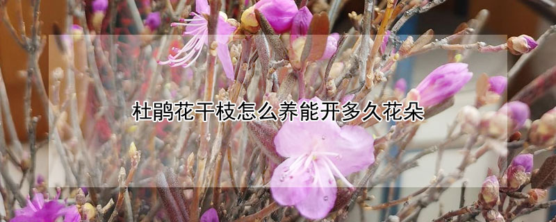 杜鹃花干枝怎么养能开多久花朵 干杜鹃花树枝能养多久