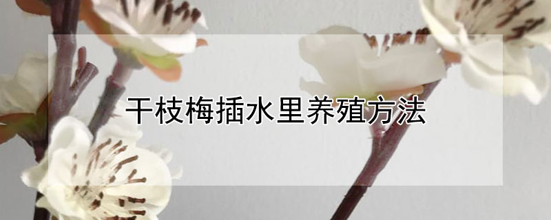 干枝梅插水里养殖方法 水培干枝梅的养殖方法