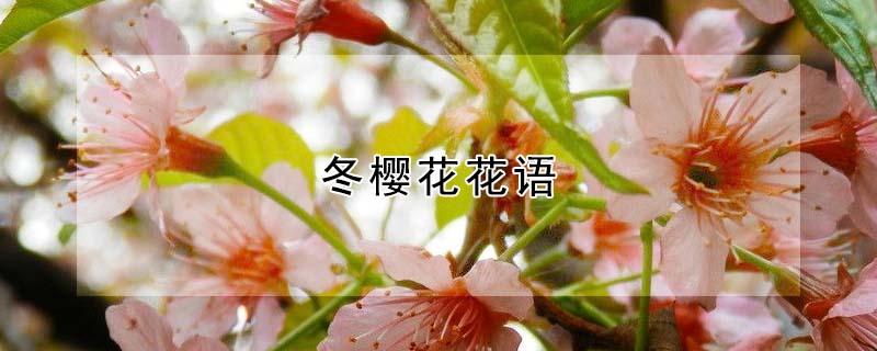 冬樱花花语 冬樱花的花语