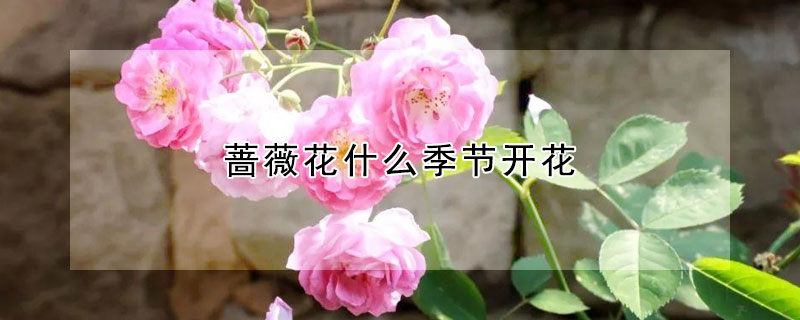 蔷薇花什么季节开花 蔷薇什么季节开花?