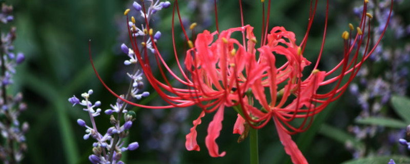 红色彼岸花的花语是什么（红色彼岸花和白色彼岸花的花语）