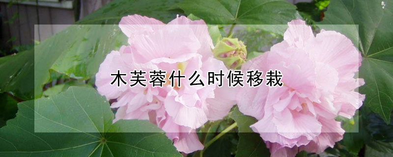 木芙蓉什么时候移栽 木芙蓉什么时候种植