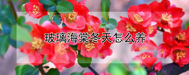 玻璃海棠冬天怎么养 玻璃海棠冬天怎么养护