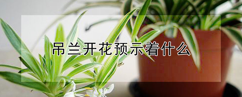 吊兰开花预示着什么（家里养的吊兰开花预示着什么）