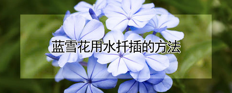 蓝雪花用水扦插的方法 蓝雪花的扦插方法和注意事项