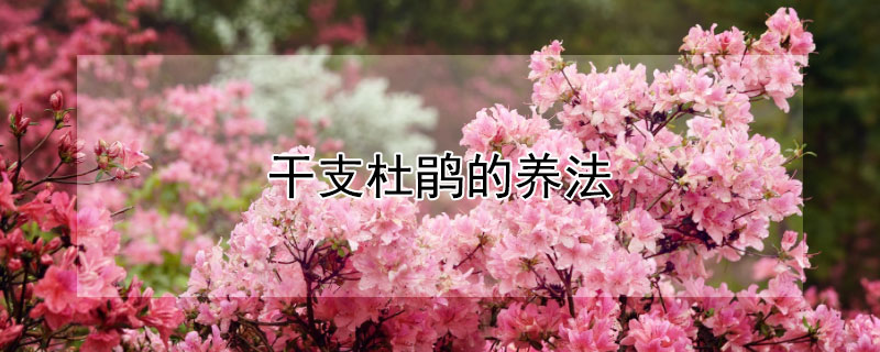 干支杜鹃的养法 干支的杜鹃能生根吗