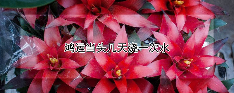 鸿运当头几天浇一次水 鸿运当头几天浇一次水合适