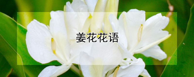 姜花花语（姜花花语作生日祝福语）