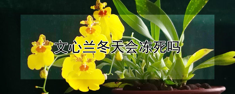 文心兰冬天会冻死吗 文心兰冬天怕冷吗