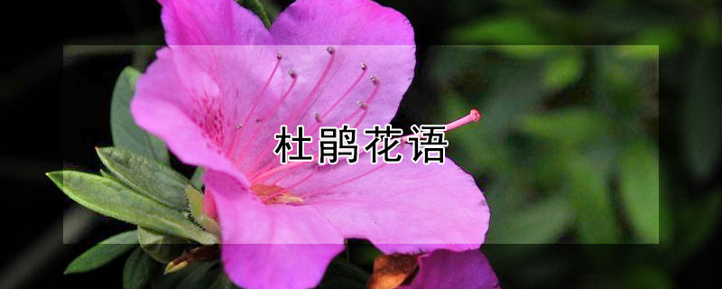 杜鹃花语 杜鹃花语及象征