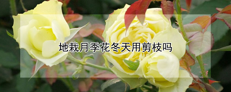 地栽月季花冬天用剪枝吗 盆栽月季花冬天怎么剪枝