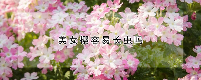 美女樱容易长虫吗 樱桃容易长虫吗