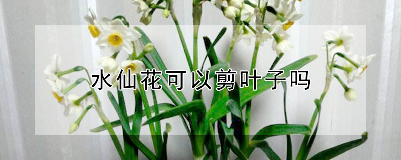 水仙花可以剪叶子吗（水仙花叶子可以全剪吗）