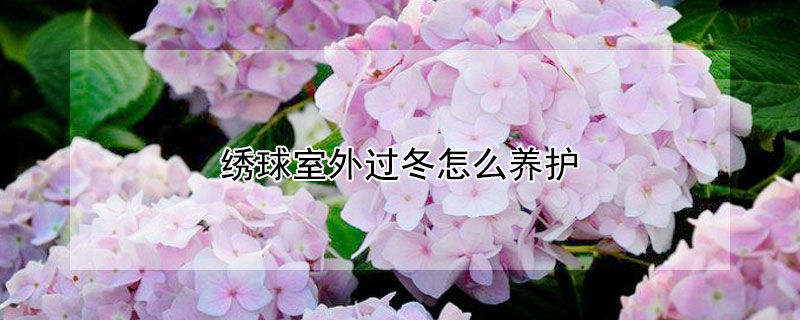 绣球室外过冬怎么养护 绣球花冬天怎么养才能安全过冬?