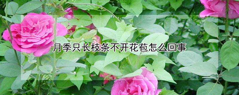 月季只长枝条不开花苞怎么回事 月季有花苞不开花怎么回事
