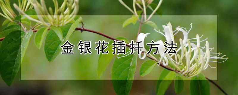 金银花插扦方法(金银花插扦方法视频)