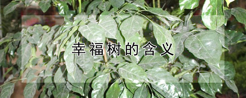 幸福树的含义(幸福树指的是什么)
