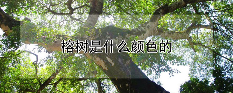 榕树是什么颜色的 榕树是什么颜色的花