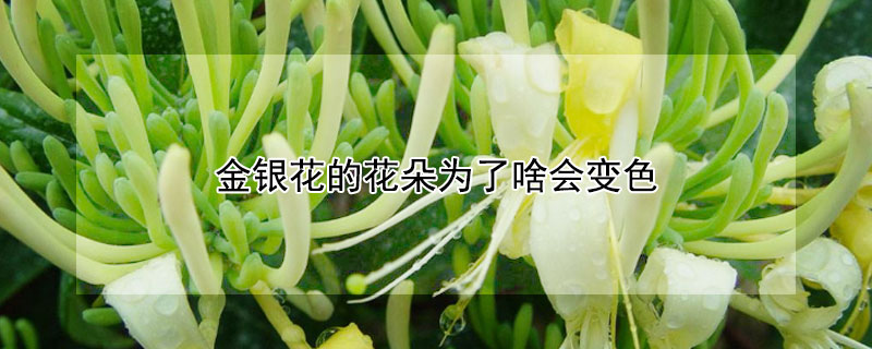 金银花的花朵为了啥会变色（金银花的花朵为为什么会变色）