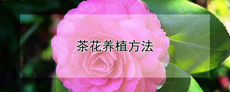 茶花养植方法 茶花的养殖方法
