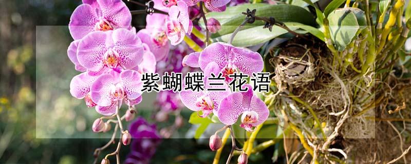 紫蝴蝶兰花语（紫蝴蝶兰花语是什么）