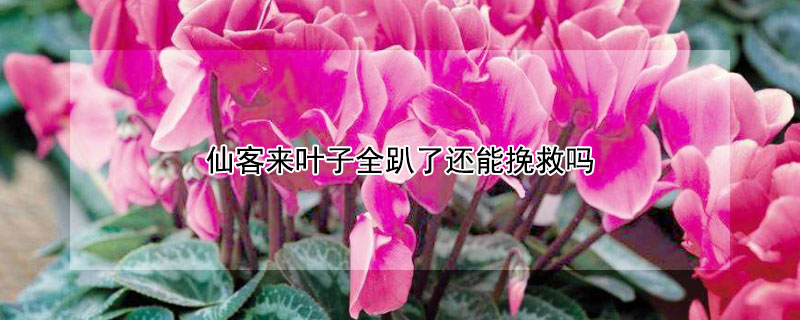 仙客来叶子全趴了还能挽救吗 仙客来叶子掉光了还能活吗