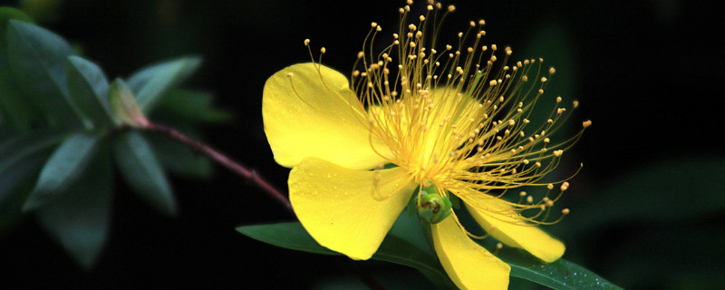 金丝桃花花语（红果金丝桃花语）