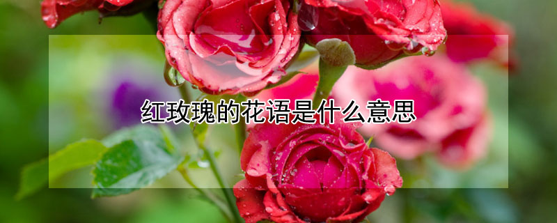 红玫瑰的花语是什么意思（9朵红玫瑰的花语是什么意思）