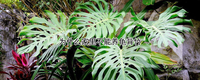 为什么家里不能养龟背竹 为什么家里不能养龟背竹老桩