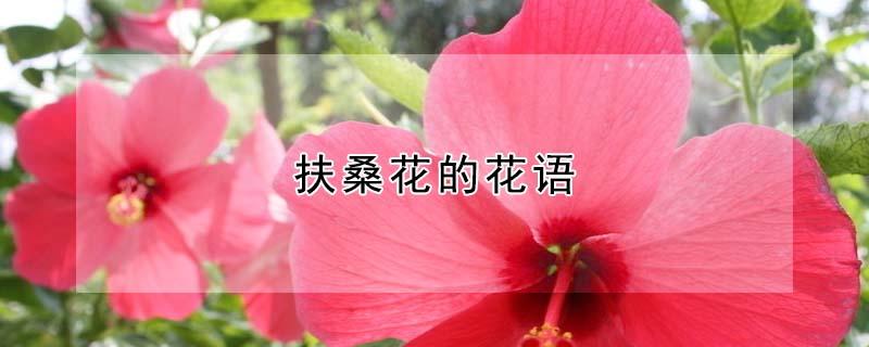 扶桑花的花语（扶桑花的花语和传说）