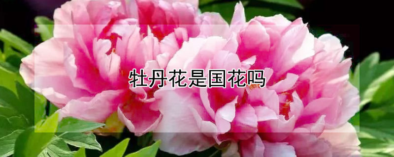 牡丹花是国花吗 洛阳牡丹花是国花吗