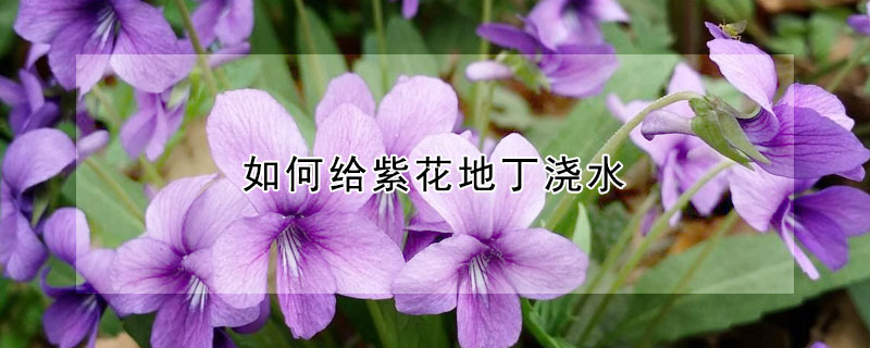如何给紫花地丁浇水 紫花地丁的栽培方法
