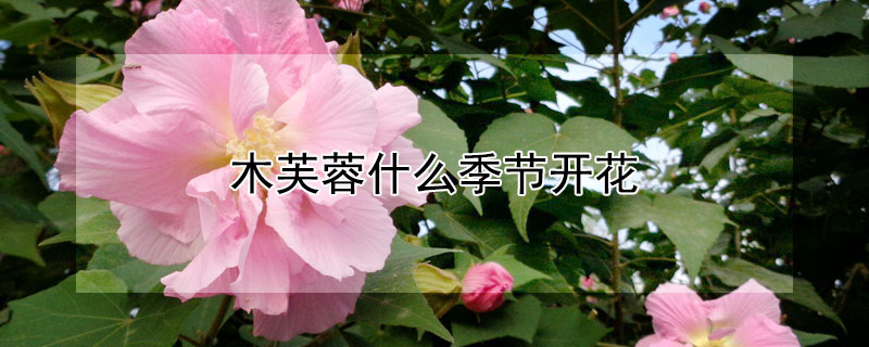 木芙蓉什么季节开花 木芙蓉是几月份开花